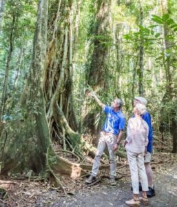 Three people pointing at a tree during a sunshine coast sightseeing excursion.