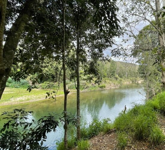 A serene river flanked by lush trees and bushes, perfect for sunshine coast sightseeing or relaxation.