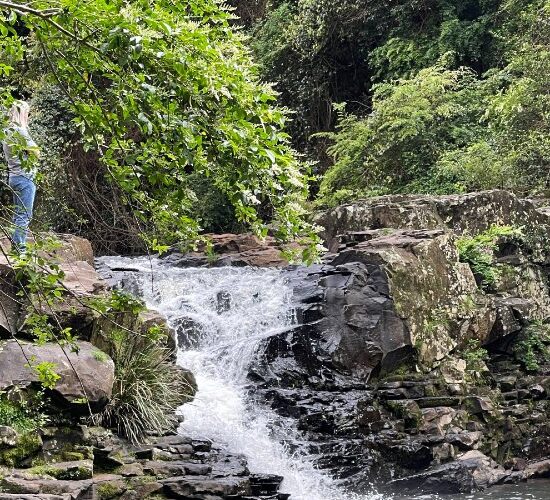 A man enjoying the picturesque view of a waterfall in a tranquil wooded area during his sunshine coast day trip.