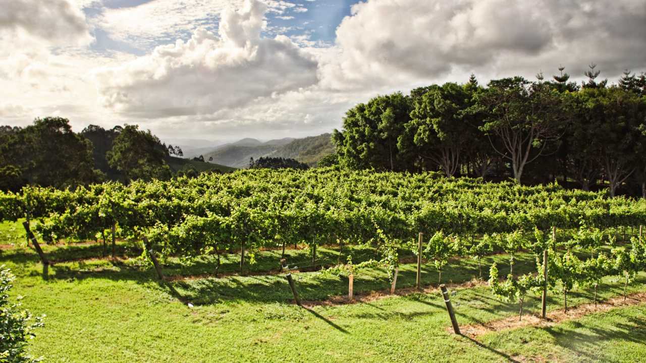A vineyard with rows of vines and a cloudy sky on the Sunshine Coast.