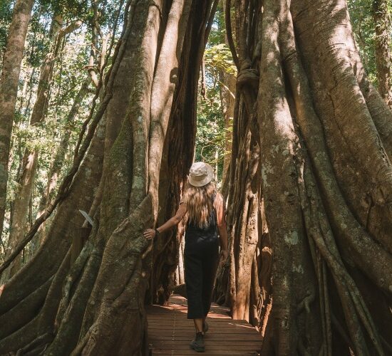 A woman embarking on a sunshine coast sightseeing adventure through a tree in the rainforest.