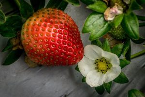 A sun-kissed strawberry and a delicate white flower resting on a rustic wooden surface.