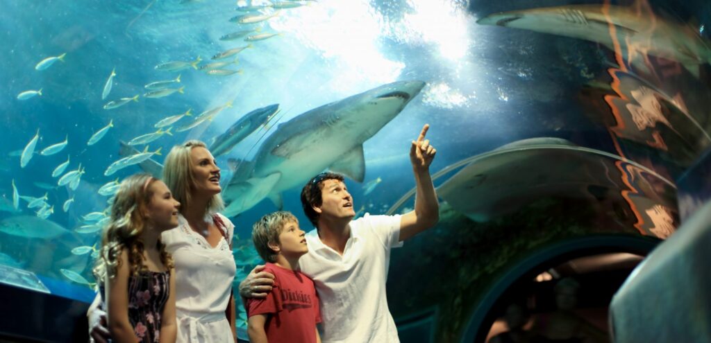 A family is observing sharks in an aquarium during their sunshine coast day trip.