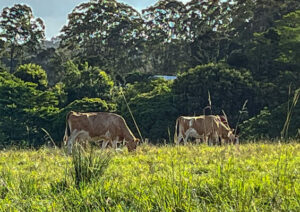 Cows grazing in a grassy field in the Hinterland.