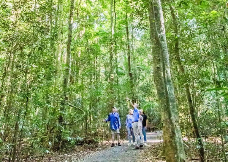 Three individuals walking on a Montville Day Tour forest trail surrounded by lush greenery. Sunshine Coast Hinterland Highlights Tour: Discover Maleny and Montville